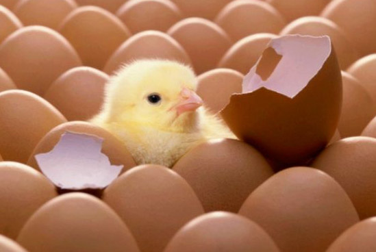 新品牌如何在短時間內成長為知名品牌?